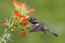 Calliope Hummingbird (Stellula calliope) male feeding on Paintbrush (Castilleja sp) flower nectar, Troy, Montana