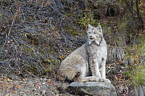 Canada Lynx (Lynx canadensis), Denali National Park, Alaska