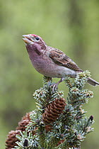 Cassin's Finch (Carpodacus cassinii) male calling, Troy, Montana