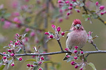 Cassin's Finch (Carpodacus cassinii) male in flowering tree, Troy, Montana