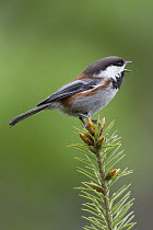 Chestnut-backed Chickadee (Poecile rufescens) calling, Troy, Montana
