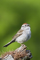 Chipping Sparrow (Spizella passerina) calling, Troy, Montana