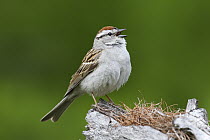 Chipping Sparrow (Spizella passerina) calling, Troy, Montana