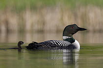 Common Loon (Gavia immer) swimming with chick, Troy, Montana
