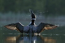 Common Loon (Gavia immer) stretching wings, Troy, Montana