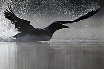 Common Loon (Gavia immer) taking flight, Troy, Montana