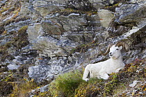 Dall's Sheep (Ovis dalli) ram resting, Denali National Park, Alaska