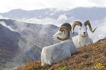 Dall's Sheep (Ovis dalli) rams, Denali National Park, Alaska