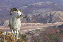 Dall's Sheep (Ovis dalli) ram, Denali National Park, Alaska