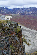 Dall's Sheep (Ovis dalli) ram on cliff, Denali National Park, Alaska