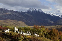 Dall's Sheep (Ovis dalli) rams resting, Denali National Park, Alaska