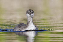 Eared Grebe (Podiceps nigricollis) chick swimming, Mission Valley, western Montana