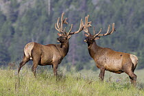 Elk (Cervus elaphus) bulls, National Bison Range, Moise, Montana
