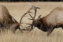 Elk (Cervus elaphus) bulls sparring, Jasper National Park, Alberta, Canada