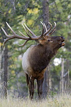 Elk (Cervus elaphus) bull bugling, Jasper National Park, Alberta, Canada