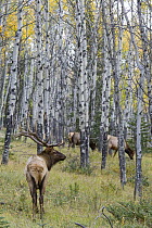 Elk (Cervus elaphus) bull with females in forest, Jasper National Park, Alberta, Canada