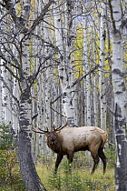Elk (Cervus elaphus) bull bugling, Jasper National Park, Alberta, Canada
