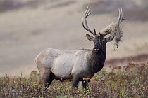 Elk (Cervus elaphus) bull with grasses on antlers, National Bison Range, Moise, Montana