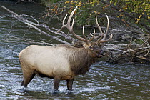 Elk (Cervus elaphus) bull in river, National Bison Range, Moise, Montana