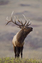 Elk (Cervus elaphus) bull bugling, National Bison Range, Moise, Montana