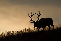 Elk (Cervus elaphus) bull, National Bison Range, Moise, Montana