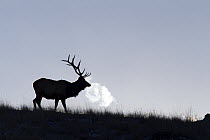 Elk (Cervus elaphus) bull breathing, National Bison Range, Moise, Montana