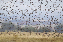 Common Starling (Sturnus vulgaris) flock flying, Troy, Montana