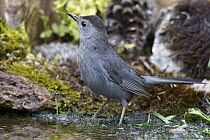 Gray Catbird (Dumetella carolinensis) bathing, Troy, Montana