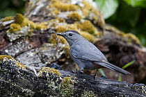 Gray Catbird (Dumetella carolinensis) carrying worm, Troy, Montana