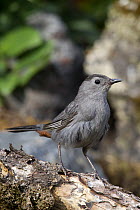 Gray Catbird (Dumetella carolinensis), Troy, Montana