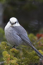 Canada Jay (Perisoreus canadensis), Yaak, Montana
