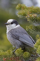 Canada Jay (Perisoreus canadensis), Yaak, Montana