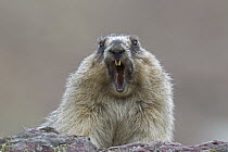 Yellow-bellied Marmot (Marmota flaviventris) alarm calling, Glacier National Park, Montana