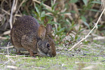 Marsh Rabbit (Sylvilagus palustris) grazing, Myakka River State Park, Florida