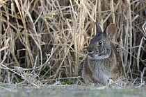 Marsh Rabbit (Sylvilagus palustris), Myakka River State Park, Florida