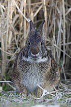 Marsh Rabbit (Sylvilagus palustris), Myakka River State Park, Florida