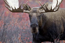Alaska Moose (Alces alces gigas) bull in fall colored tundra, Denali National Park, Alaska