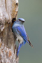 Mountain Bluebird (Sialia currucoides) male at nest cavity, Troy, Montana