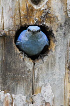 Mountain Bluebird (Sialia currucoides) male in nest cavity, Troy, Montana
