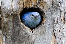 Mountain Bluebird (Sialia currucoides) male in nest cavity, Troy, Montana