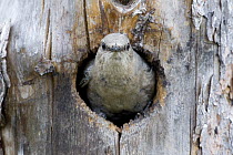 Mountain Bluebird (Sialia currucoides) female in nest cavity, Troy, Montana