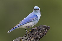 Mountain Bluebird (Sialia currucoides) male, Troy, Montana