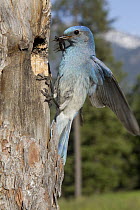 Mountain Bluebird (Sialia currucoides) male bringing food to nest cavity, Troy, Montana