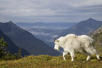 Mountain Goat (Oreamnos americanus) walking on mountain, Glacier National Park, Montana
