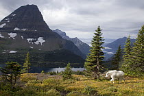 Mountain Goat (Oreamnos americanus) in alpine meadow, Glacier National Park, Montana