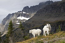 Mountain Goat (Oreamnos americanus) pair, Glacier National Park, Montana