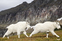 Mountain Goat (Oreamnos americanus) pair running, Glacier National Park, Montana