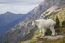 Mountain Goat (Oreamnos americanus) on mountain side, Glacier National Park, Montana