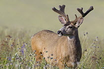 Mule Deer (Odocoileus hemionus) buck, National Bison Range, Moise, Montana
