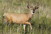 Mule Deer (Odocoileus hemionus) buck, National Bison Range, Moise, Montana